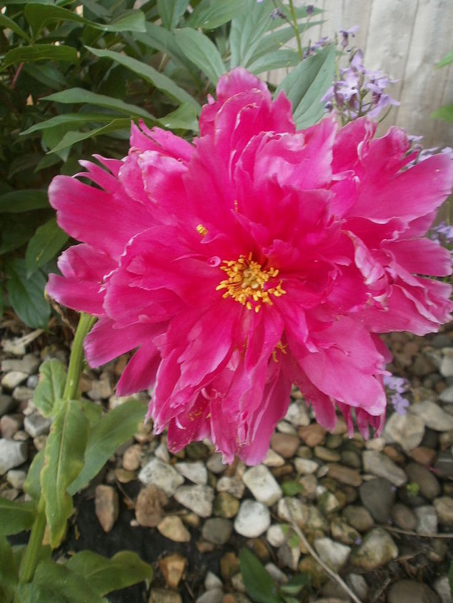 back yard flowers, flowers, gardening, Pretty in Pink