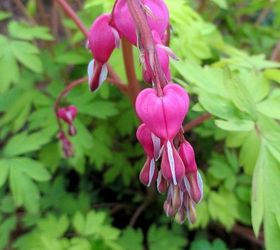 what s blooming in the garden today, flowers, gardening, First Bleeding Heart Bloom