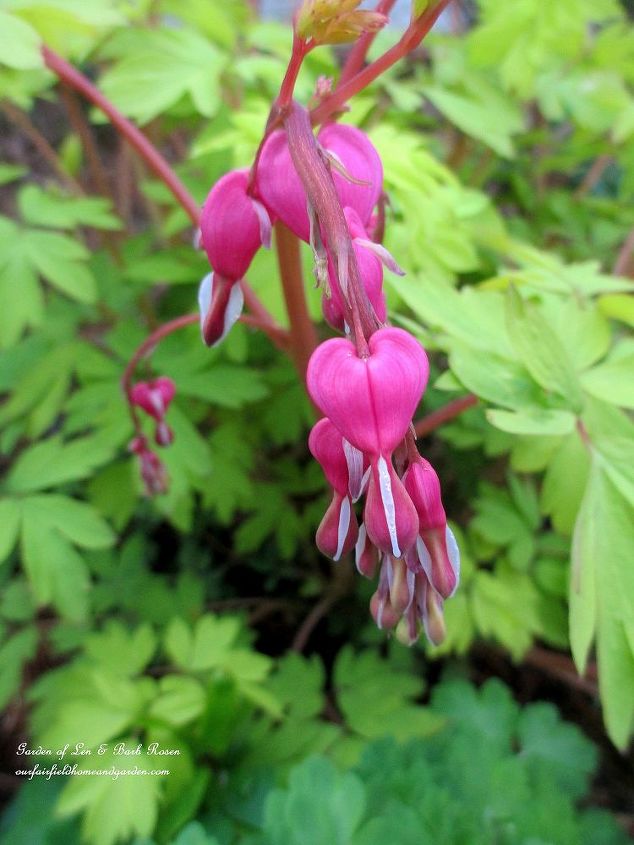 what s blooming in the garden today, flowers, gardening, First Bleeding Heart Bloom