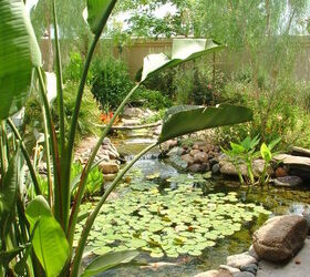 our work, flowers, gardening, outdoor living, pets animals, ponds water features, Desert can be lush