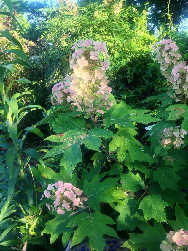 more may flowers, flowers, gardening, hydrangea, The white oak leaf hydrangea after it ages