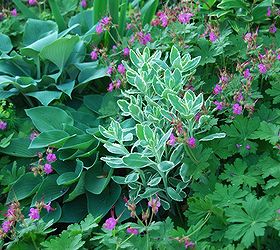 pink plant combinations, flowers, gardening, Pink flower of Geranium macrorrhizum Bevan s Variety scattered in the Shade Path Garden White variegated Sedum Frosty Morn stands out among the blue Hosta and palmated Geranium foliage