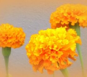marigolds in my gaden, gardening