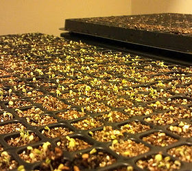 start seeds like a pro, container gardening, gardening, homesteading, Cover them with vermiculite and something to hold in the moisture like another tray