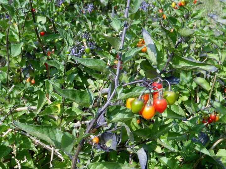 ok me again any idea what the heck this plant is the berries almost look like, gardening