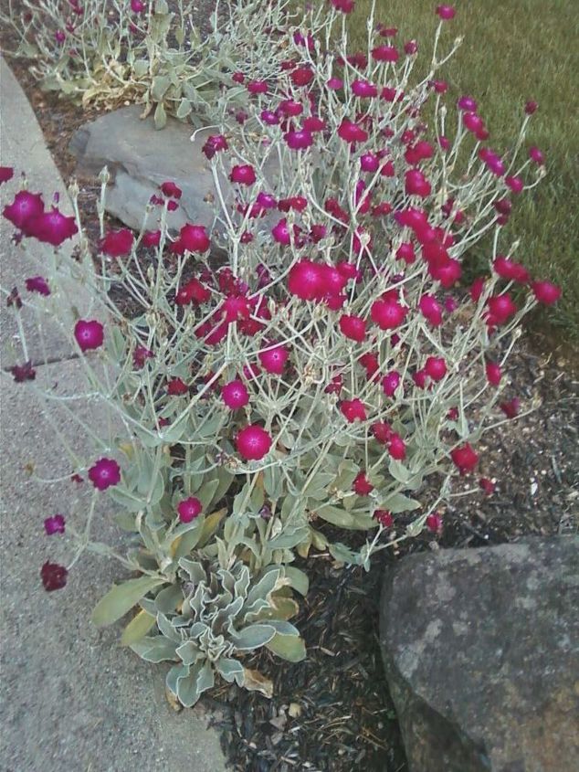 can anyone tell me the name of this plant much appreciated, gardening