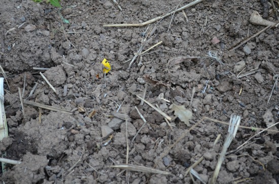 replanting my iris after dividing, gardening, Loosen the dirt