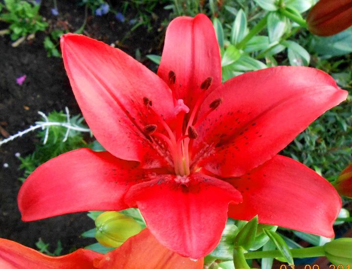 more amazing summer time flowers, flowers, gardening, Red Lily