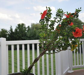 summer flowers, flowers, gardening, hibiscus, The leaning tower of hibiscus We probably should stake this