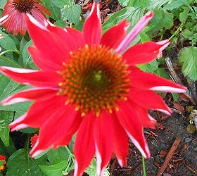more amazing summer time flowers, flowers, gardening, Echinacea red with white slightly furrowed petals wow