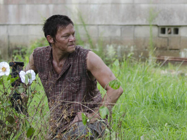 q cherokee rose, flowers, gardening