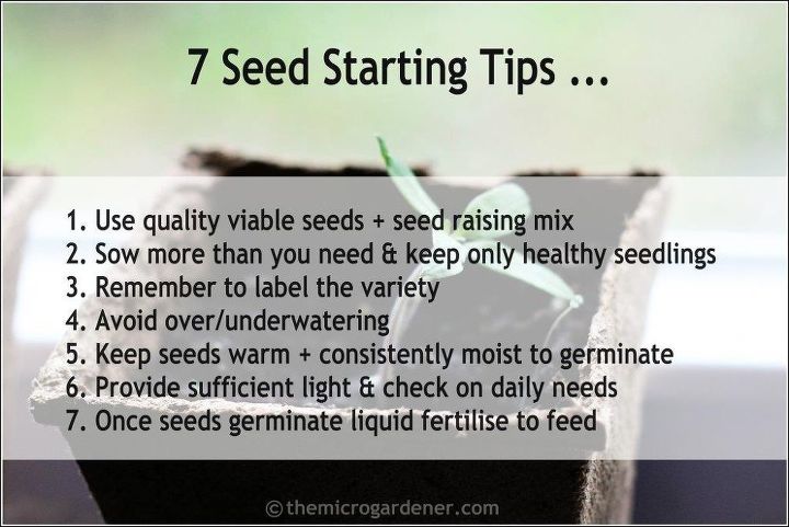 gua para el cultivo de semillas consejos rpidos para empezar a sembrar con xito