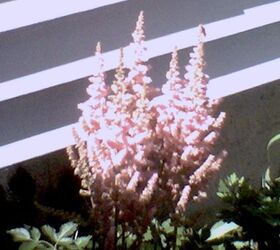 flowers in bloom transplanted this spring for my old homestead, flowers, gardening, This Astilbe took off Candy cotton beauty