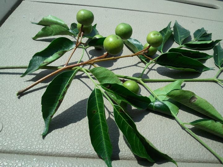 tree identification, gardening, The fruit is small at this point I would say no larger than 1 2 inch