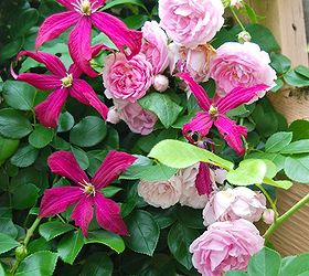 climbing rose and clematis combination, gardening, Besides mulching I checked on the clematis stems earlier in the season to be sure they were climbing the right direction This is a very low maintenance plant combination Very worth trying if you have a rose bush or climber