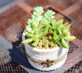upcycle container for succulents, container gardening, flowers, gardening, repurposing upcycling, succulents