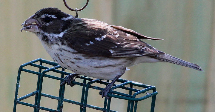too many birds to count, pets animals, Female Rose Breasted Grosbeak