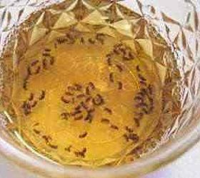 how to get rid of fungus gnats in your indoor garden, Prepare 1 4 inch apple cider vinegar and a drop of liquid dish soap into a plastic cup Then cover the rim of the cup with a see through plastic bag and use a rubber band to hold it in place Put a 1 8 inch hole at the middle