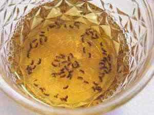 How To Get Rid Of Fungus Gnats In Your Indoor Garden Hometalk