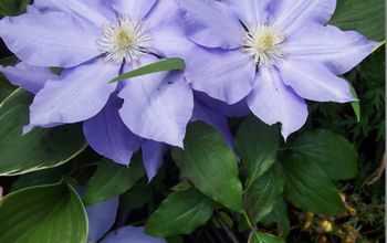Clematis - Easy to Grow Vine That Spreads Quickly