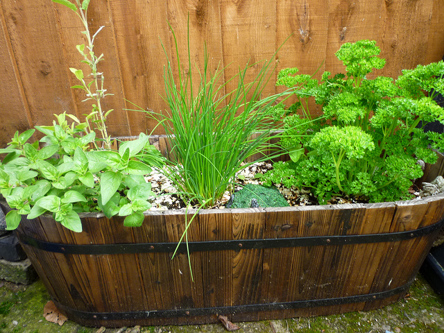 getting started with container gardening, container gardening, gardening