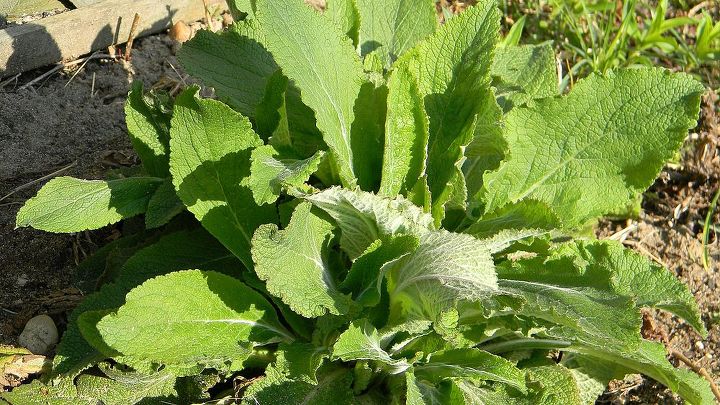 q can you identify this plant, gardening