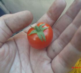 my ideas, flowers, gardening, landscape, MY CHERRY TOMATOS OUR FIRST ONE