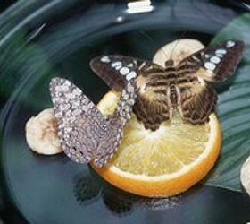 make a diy butterfly feeder in 6 easy steps, Let the mixture boil until the sugar is dissolved and then let it fully cool before putting it in the feeder