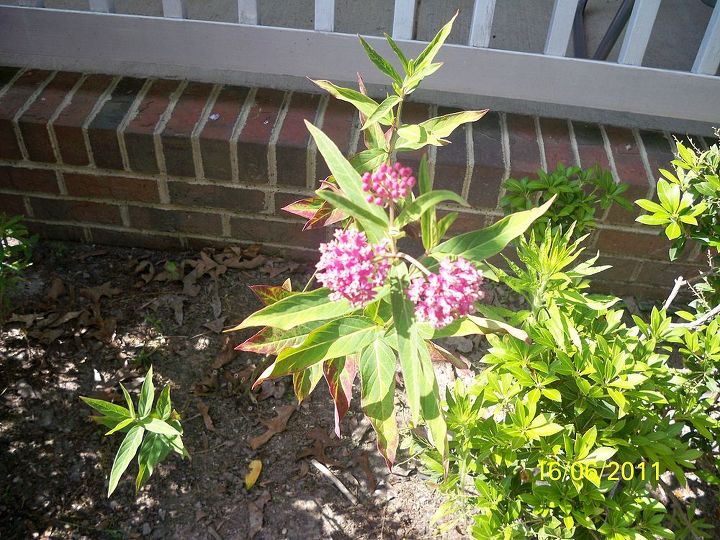 can someone identify this plant for me, flowers, gardening, 3 Then the clusters turn pink
