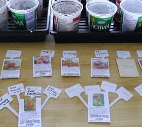 yogurt container make perfect tomato planters, container gardening, gardening, Plant the seeds make sure to label