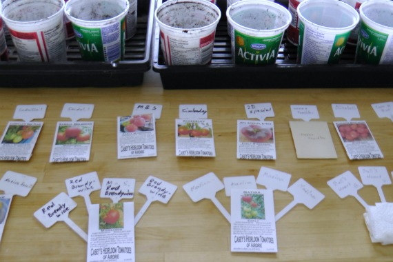 yogurt container make perfect tomato planters, container gardening, gardening, Plant the seeds make sure to label
