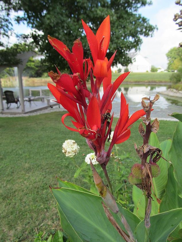 the colors of illinois october, flowers, gardening, perennials, Canna unknown name