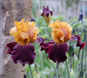 my iris today and a update on my separating iris post, gardening