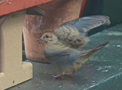 part 5 back story of tllg s rain or shine feeders, outdoor living, pets animals, urban living, A lone mourning dove is thrilled with the HH feeder placement as evident by his her wings