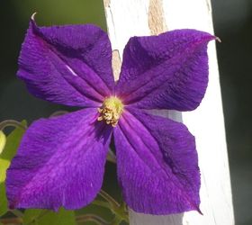 clematis will it live or will it not, container gardening, flowers, gardening, This Is the Last FLOWER on My Clematis and the HIGH WINDS took it last Night