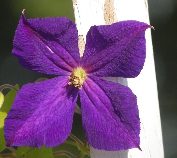 clematis will it live or will it not, container gardening, flowers, gardening, This Is the Last FLOWER on My Clematis and the HIGH WINDS took it last Night