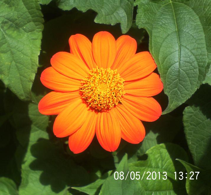 just some of the flowers in our yard, flowers, gardening, Mexican Sunflower
