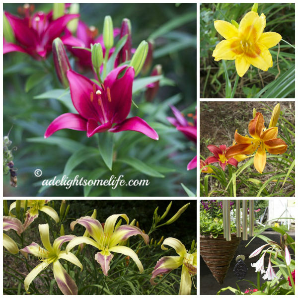 summer blooms and when a plant is not thriving, gardening, Lilies are lovely and easy plants to grow Some of these were grown from seed
