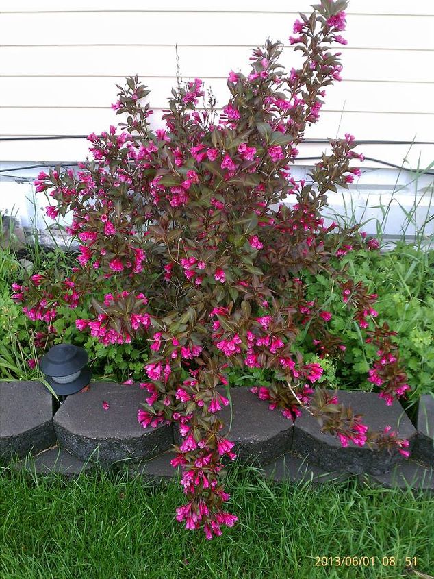 flowers blooming in gardens 6 1 13, flowers, gardening, Weigela bush I need to weed this bed today