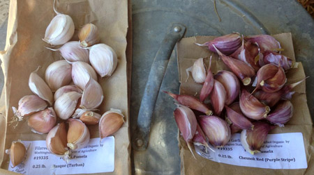how to plant garlic, gardening, homesteading, Then pop the cloves off the base and get ready to plant Note don t plant the tiniest cloves like the one in the lower left corner Tiny cloves make tiny crops Save those for cooking