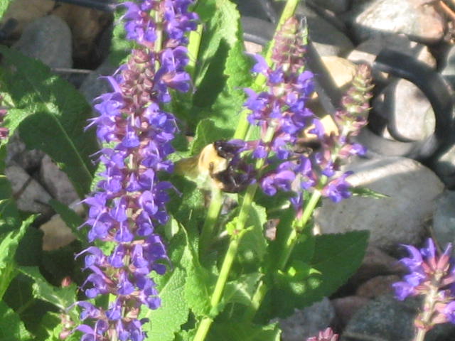 minnesota grown, gardening, landscape, Busy Bee2