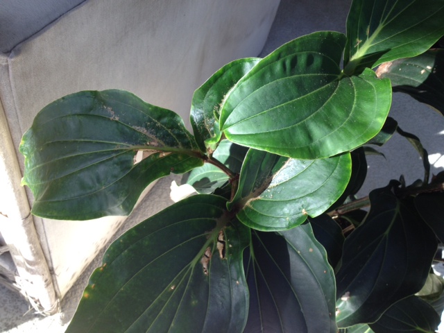 need help with my medinilla magnifica, gardening, landscape, pest control