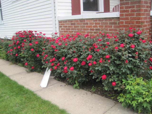 my garden in june, flowers, gardening, hydrangea, Double knockout roses