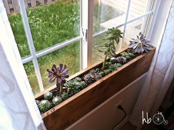 how to make a succulent window box, flowers, gardening, succulents, woodworking projects, Succulents love sun and require little water