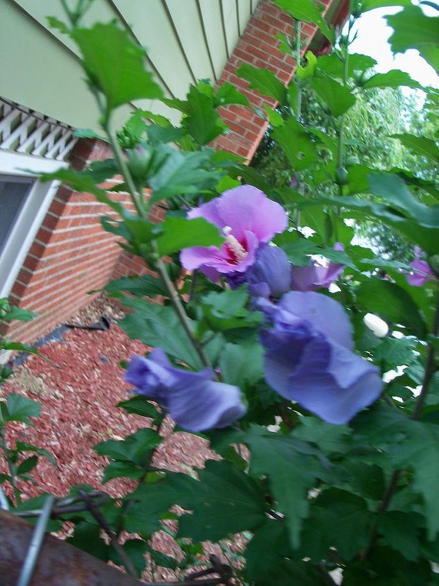 pretty in purple, flowers, gardening, purple rose of sharon
