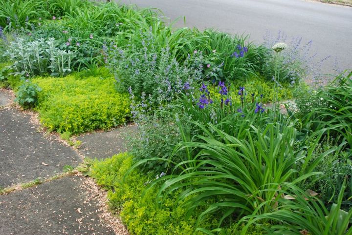 curb strip plantings with nepeta sedum and iris, flowers, gardening, perennials, The front curb strip or Front Woodland has many more perennials to care it through the seasons I recently added some catmint divisions here as well Lamb s ears Stachys byzantine daylilies Hemerocallis fulva Geraniums Iris si