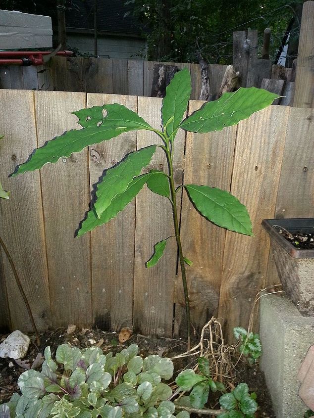 my volunteer avocado tree, gardening, It is about 18 tall