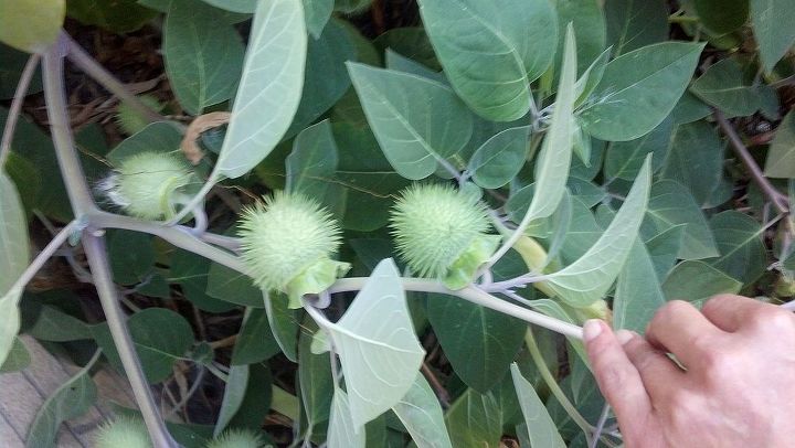 what is this flower bush