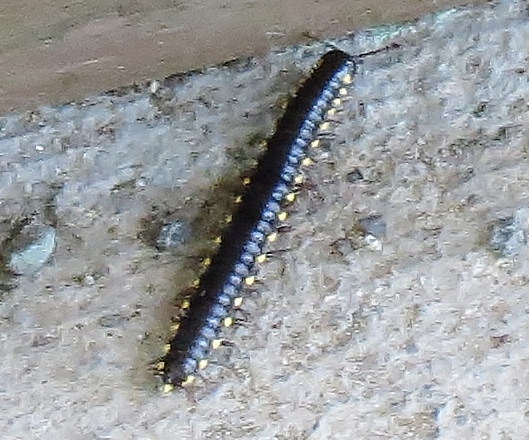 bug i d, pest control, They are about 2 inches long black with yellow spots lots of legs and if you pester them the curl up