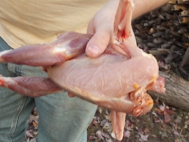 butchering a chicken, homesteading